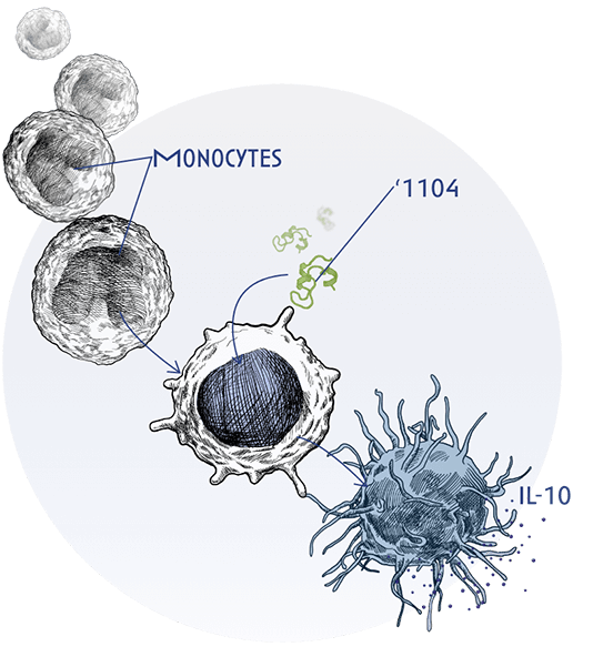 MOA - 1104 interact with monocytes and APCs - Graphic