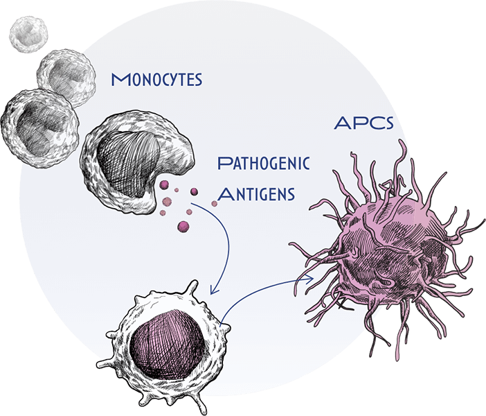 MOA APC Graphic -monocyte interacts with and engulfs antigens