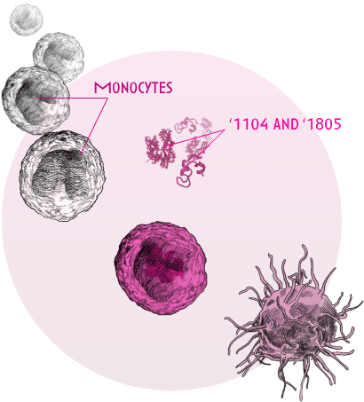 Revolo Monocytes
