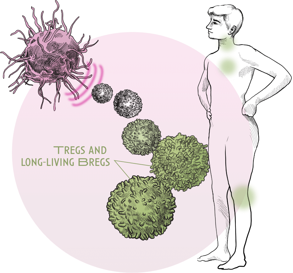 TREGS and long living BREGS - Web Illustration