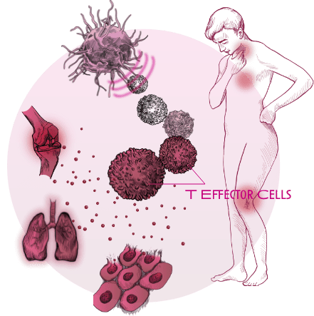 T-cells Diagram